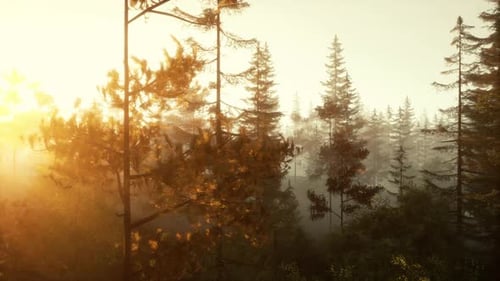 Sunlight Streaming Through the Trees in a Vibrant Forest