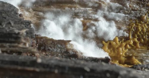 Close Up of White Mold and Yellow Fungus