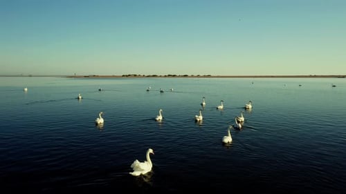 Drone Aerial View over Swans swimming in a lake in Poland