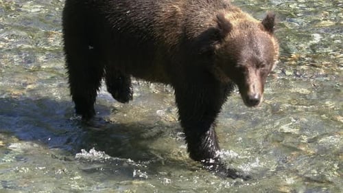Sunlight glistens on wet brown bear walking in shallow salmon river