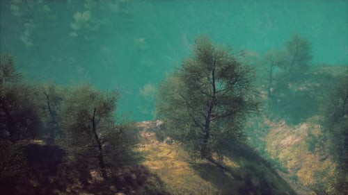 Misty Foggy Mountain Landscape with Fir Forest