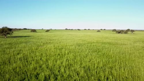 Growing Rye Fields On An Agricultural Plantation In Springtime. Aerial Drone Shot