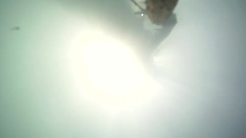 Cute Husky mix dog plays fetch with a stick on a beautiful summer day swimming in a lake located in