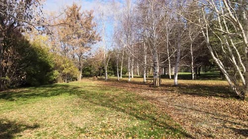 Herbst-Walddrohne