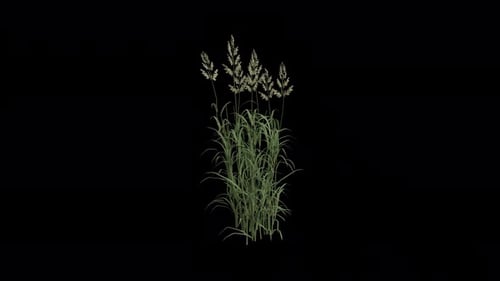 Reed Canary Grass blowing in the wind. Wind blows the Ribbon Grass. Alpha Channel. Loop Animation