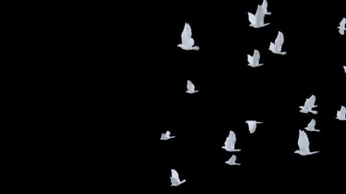 Flying White Doves Flock on Transparent Alpha Channel