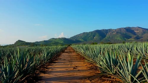 Blue agave fields tequila fertile land to plant maguey liquor mezcal landscape planting lands