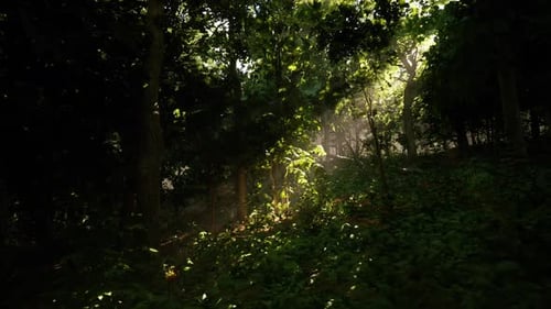 Morning Sunlight Streaming Through the Trees in a Dense Green Forest