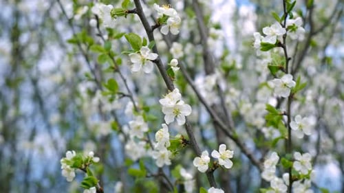 Blooming Spring Trees Against the Sky