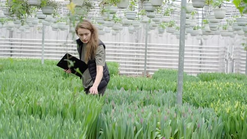 Woman Inspecting Tulips in Greenhouse