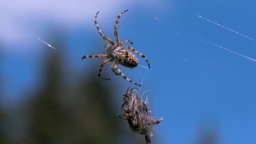 Wild Predatory Spider on Web