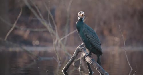 Nahaufnahme eines großen Kormoran-Wasservogels, der auf einem Ast thront