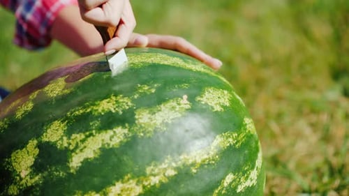 The Knife Makes an Incision on a Large Watermelon Closeup