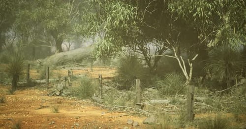 Misty Australian Outback Landscape with Gum Trees and Red Earth