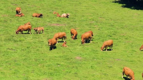Brown Dairy Cows Grazing in a Green Mountain Pasture