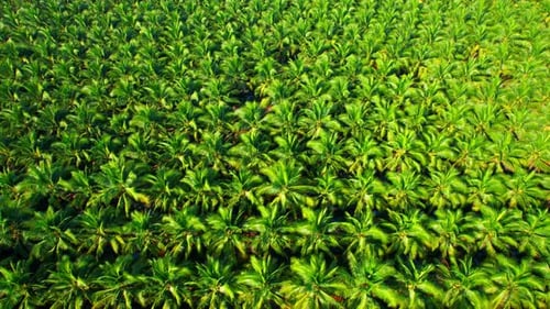 Drone is flying over coconut and oil palm trees in plantation