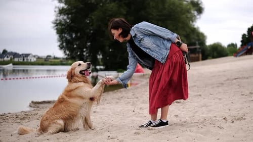 Woman Trains Golden Retriever on Sandy Beach