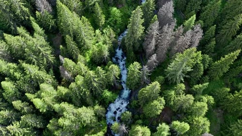 A dense green forest with a flowing river cutting through the trees in daylight , aerial view