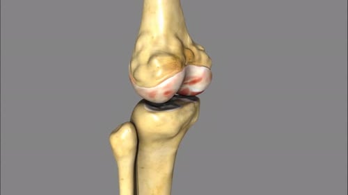 Human Knee Joint Anatomy with Patella Rotation