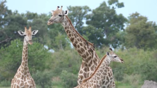 Giraffes Interact in Natural Habitat