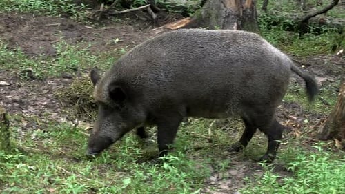 Wild Boar Walks in the Forest
