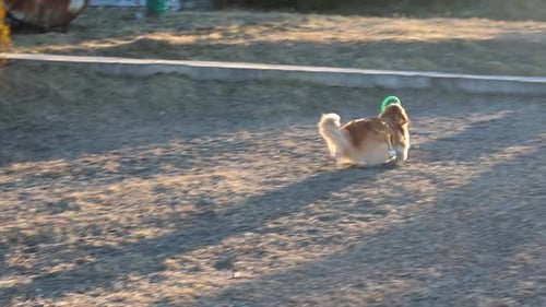 Dog Running with Toy in Golden Sunlight