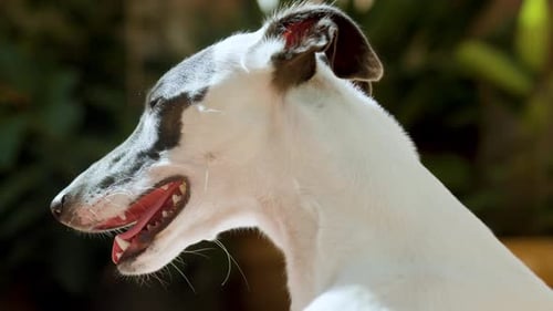 Whippet Dog im Sonnenlicht am Nachmittag
