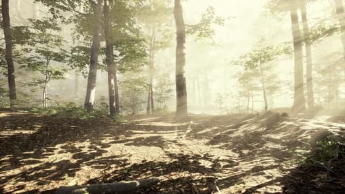 Paysage de forêt d'automne sombre et magique avec des rayons de lumière chaude