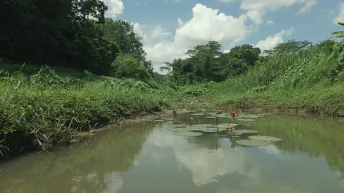 Freshwater Stream In Forest Floor - drone shot