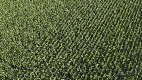 Aerial view of a vast green corn field with young plants in neat rows