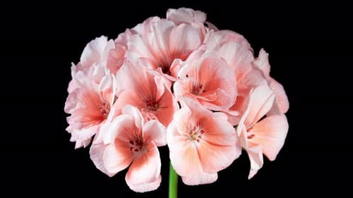 Pink Pelargonium Flowers Blooming in Time Lapse on a Green Leaves Background