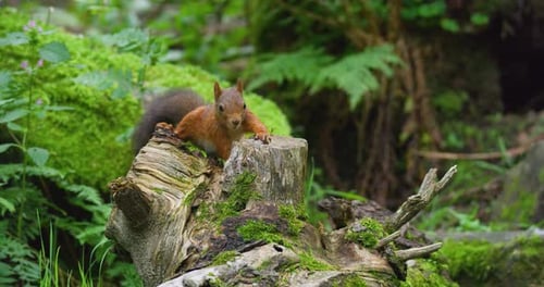 Red Squirrel Looking for Food at the Forest Floor