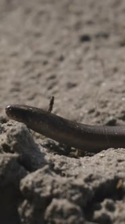 Anguis Fragilis est un homme sans jambes