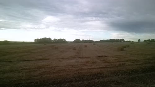 Yellow field with harvested wheat and hay bales. Aerial view of the field with square bales