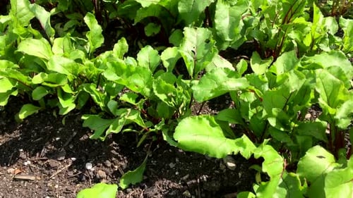 Beetroot plants growing in rows in a nursery