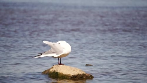 Vogel auf dem Meer isoliert auf Wasserhintergrund