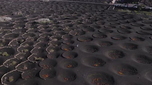 Vignobles aériens de La Geria à Lanzarote avec des zocos et des murs dénoyautés