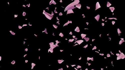 Gentle Pink Rose Petals Falling Slow Motion Overlay
