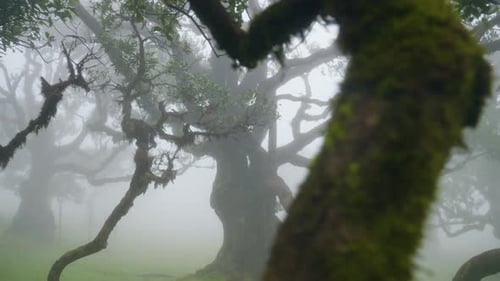 Fanal Magical misty forest in Madeira, Portugal
