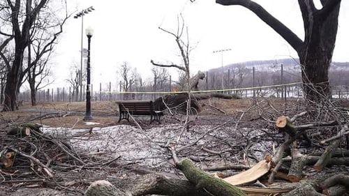 Static wide shot of fallen trees with branches in a park during winter.Low angle