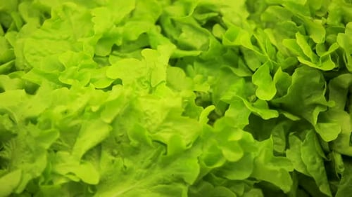 Close-up of fresh green lettuce leaves, vibrant and ready for healthy salads