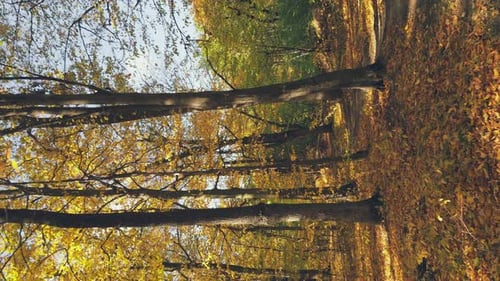 Autumn Forest Lit By the Rays of the Sun