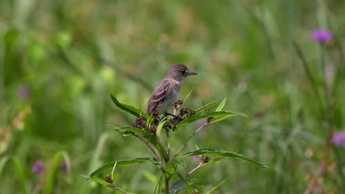 A willow flycatcher perched on a weed stalk looking around.