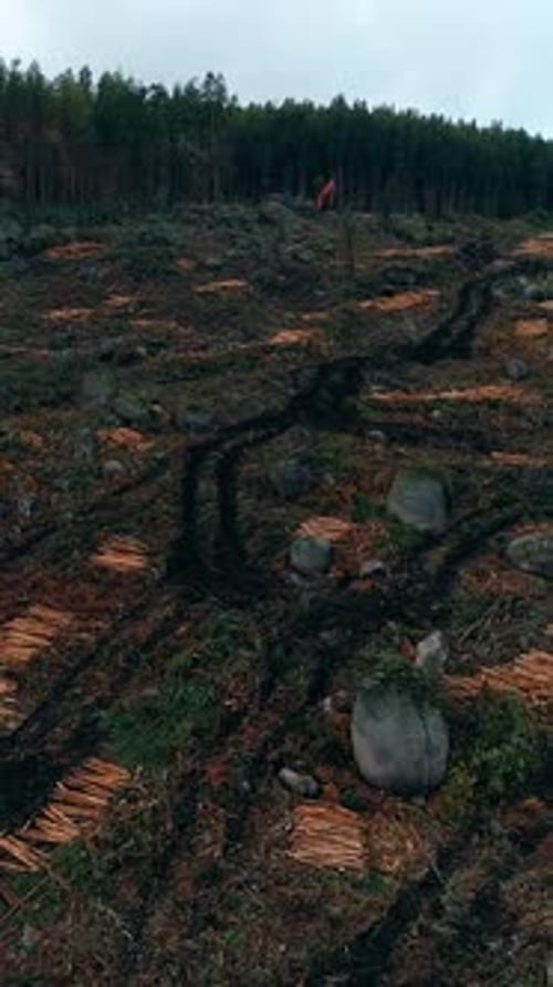 Vertical Video of Deforestation. Aerial view of the deforestation area