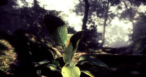 Sunlight Filters Through Trees Onto a Green Plant in a Lush Forest