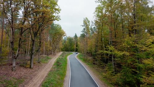 Car Drives Along an Asphalt Road in a Dense Pine Forest in Autumn