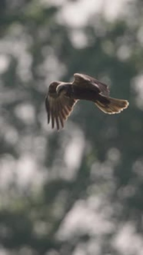 A brown bird in flight while flapping its wings flying across the trees