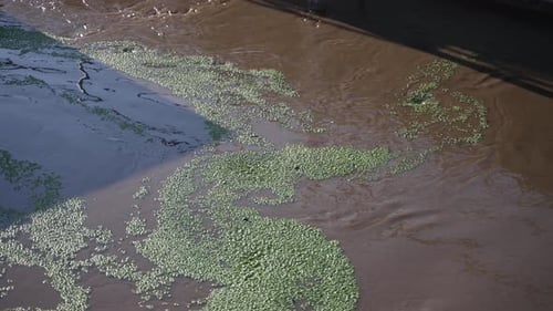 Murky Water Covered in Green Vegetation