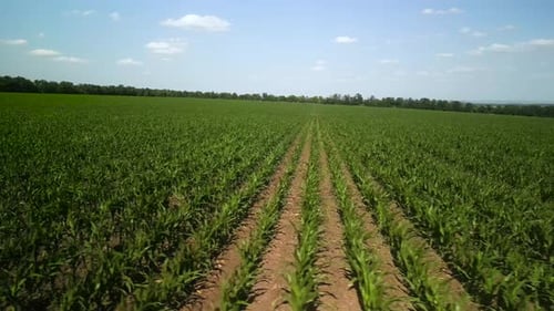 Green corn field aerial view