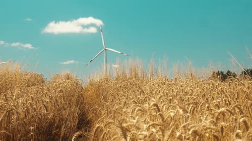Wheat Field and Wind turbine 4K
